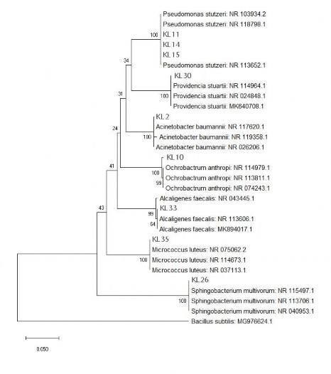 Hình 3 3 Cây phả hệ của các chủng vi khuẩn AOB Chủng vi khuẩn KL 33 35 khi tra 1