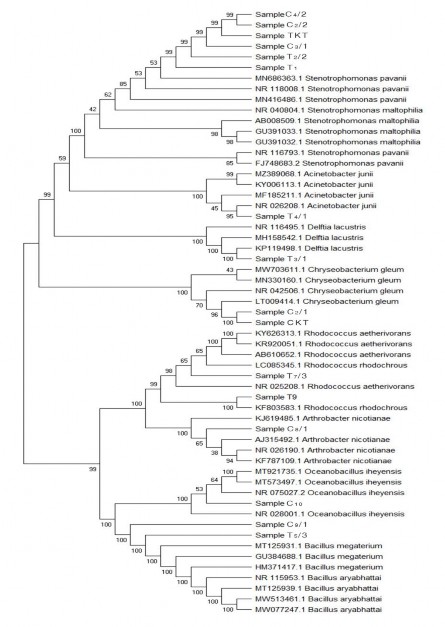 Hình 3 5 Cây phả hệ của các chủng vi khuẩn NOB Theo tác giả Phạm Thị Tuyết 1