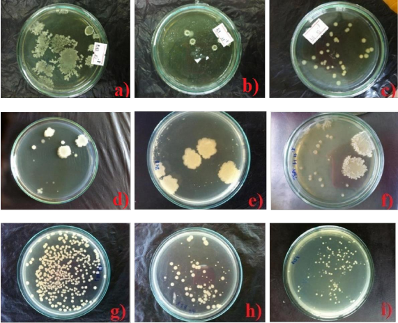 Hình 1 4 Các dòng vi khuẩn và các phản ứng sinh hóa Hình 1 5 Định tính khả năng 2