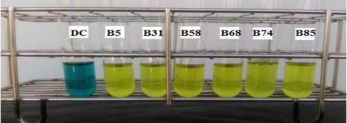 Hình 1 5 Định tính khả năng chuyển hóa ammonia của Bacillus sp  Khóa phân loại 3