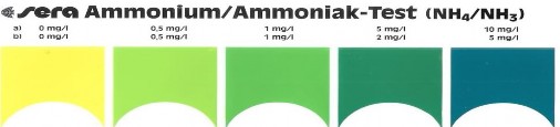 Hình 1 5 Định tính khả năng chuyển hóa ammonia của Bacillus sp  Khóa phân loại 4