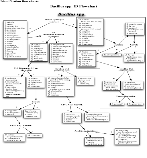 1 2 3 Kết quả định danh sinh học phân tử Kết quả giải trình tự dòng B2 5