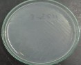Khuẩn lạc tròn lồi nhầy màu trắng trong Tế bào hình que gram âm không di 22