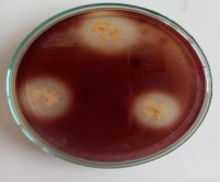 Thủy phân Casein Thủy phân tinh bột – – Phản ứng đồng hóa Citrate Vi 1