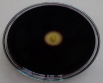 Thủy phân Casein Thủy phân tinh bột – – Phản ứng đồng hóa Citrate Vi 2