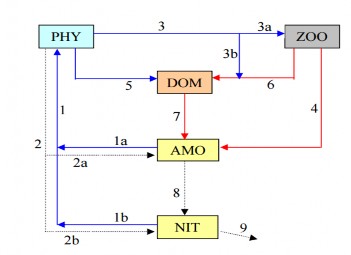 Hình 1 1 Sơ đồ chu trình chuyển hoá Nitơ trong hệ sinh thái biển Chú giải PHY 1