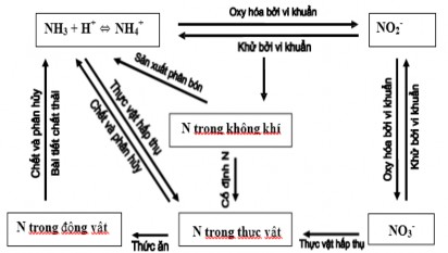 Hình 1 2 Vòng tuần hoàn nitơ Boyd 1998 Khi cơ thể sinh vật chết đi các chất 2