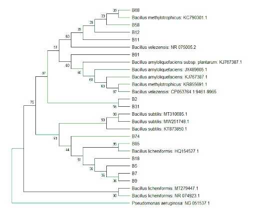 Hình 3 1 Cây phả hệ của các chủng vi khuẩn Bacillus sp Bảng 3 3 cho thấy các 1
