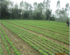 Ruộng thí nghiệm trọng vụ Đông Xuân 2017 2018 Vụ Xuân Hè 2017 Vụ Đông Xuân 1