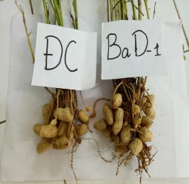 Chế phẩm thương mại Biota Max Lạc khi thu hoạch với chế phẩm vi khuẩn 12