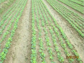 Ruộng thí nghiệm trọng vụ Đông Xuân 2017 2018 Vụ Xuân Hè 2017 Vụ Đông Xuân 2