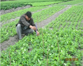 Vụ Xuân Hè 2017 Vụ Đông Xuân 2017 2018 Chiều cao cây giai đoạn lạc bắt đầu 4