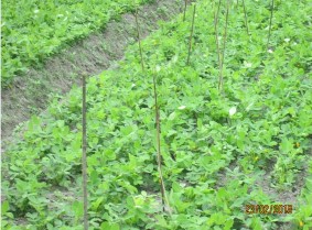 Chiều cao cây giai đoạn lạc bắt đầu ra hoa Đo đếm số liệu vụ Đông Xuân 5