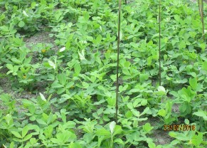 Chiều cao cây giai đoạn lạc bắt đầu ra hoa Đo đếm số liệu vụ Đông Xuân 6