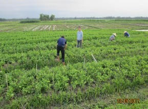 Đo đếm số liệu vụ Đông Xuân 2017 – 2018 Thu mẫu vụ Xuân Hè 2017 Mô hình 8