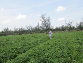 Mô hình sản xuất lạc vụ Đông Xuân 2018 – 2019 Chế phẩm thương mại Biota Max 9