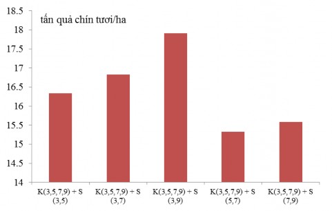 Hình 3 4 Năng suất thực thu của cây cà phê chè ở các công thức thí nghiệm 1