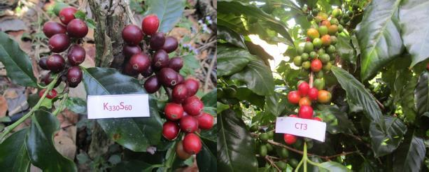 Hình 13 Thời điểm cà phê chín tháng 9 10 Hình 14 Đếm số đốt mang quả Hình 10