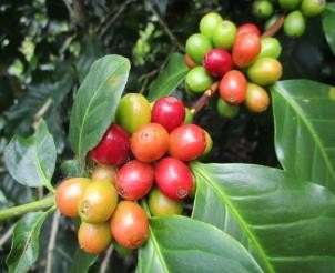 Hình 13 Thời điểm cà phê chín tháng 9 10 Hình 14 Đếm số đốt mang quả Hình 11