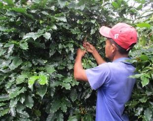 Hình 13 Thời điểm cà phê chín tháng 9 10 Hình 14 Đếm số đốt mang quả Hình 12