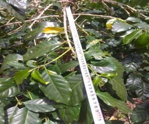 MỘT SỐ HÌNH ẢNH THỰC HIỆN ĐỀ TÀI LUẬN ÁN Hình 1 Bảng thực hiện đề tài 2