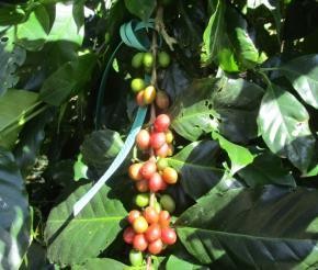 Hình 7 Vườn cà phê trước thí nghiệm Hình 8 Đo chiều cao cây Hình 9 Quan sát 6