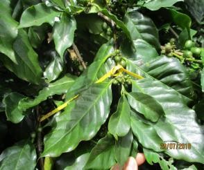 Hình 7 Vườn cà phê trước thí nghiệm Hình 8 Đo chiều cao cây Hình 9 Quan sát 7