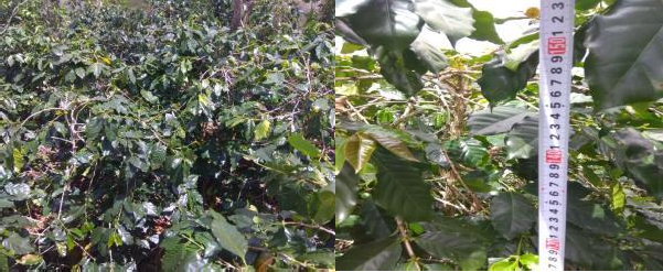 Hình 7 Vườn cà phê trước thí nghiệm Hình 8 Đo chiều cao cây Hình 9 Quan sát 8