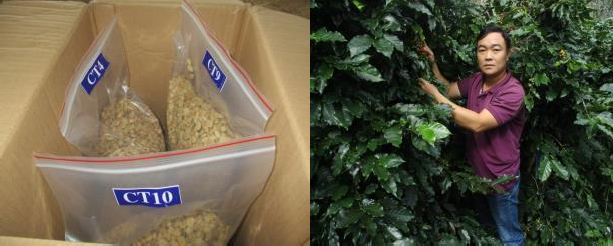 Hình 13 Thời điểm cà phê chín tháng 9 10 Hình 14 Đếm số đốt mang quả Hình 9