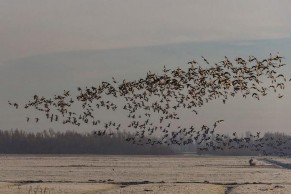 Định hướng để giải thích vấn đề được đặt ra HS dựa vào nội dung cơ 1