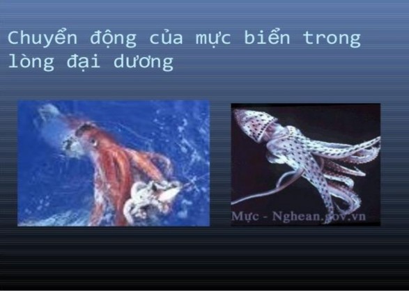 PHỤ LỤC 8 CÂU HỎI KIẾN THỨC CHƯƠNG CÁC ĐỊNH LUẬT BẢO TOÀN Câu hỏi Nội 3