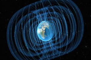 Cơ thể của các động vật cá hồi chim nhạn biển có những bộ phận 1