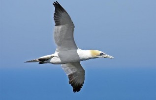 Hoạt động 4 HS thực hiện các hoạt động TH với nội dung của nhiệm vụ 3 1 2