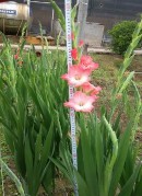 Các giống lay ơn trồng hiện nay có màu sắc rất đa dạng đỏ hồng vàng 1