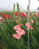 Hình 4 1 Một số mẫu giống hoa lay ơn được đánh giá trong tập đoàn Các mẫu 10