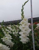 Hình 4 1 Một số mẫu giống hoa lay ơn được đánh giá trong tập đoàn Các mẫu 12