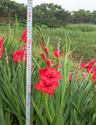 Các giống lay ơn trồng hiện nay có màu sắc rất đa dạng đỏ hồng vàng 2