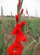 Các giống lay ơn trồng hiện nay có màu sắc rất đa dạng đỏ hồng vàng 4