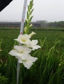 GL1 GL2 GL3 GL6 GL7 GL10 GL14 GL17 GL20 GL22 GL24 GL25 Hình 4 1 Một số mẫu giống hoa lay 6