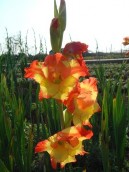 GL1 GL2 GL3 GL6 GL7 GL10 GL14 GL17 GL20 GL22 GL24 GL25 Hình 4 1 Một số mẫu giống hoa lay 8