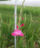 Hình 4 1 Một số mẫu giống hoa lay ơn được đánh giá trong tập đoàn Các mẫu 9