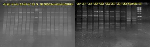 Hình 4 3 Ảnh điện di sản phẩm PCR của chỉ thị Issr824 trên các mẫu lay ơn 2