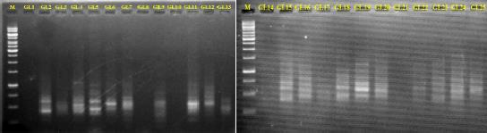 Hình 4 4 Ảnh điện di sản phẩm PCR của chỉ thị Issr46 trên các mẫu lay ơn 3