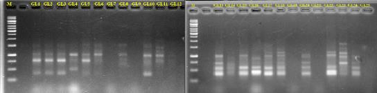 Hình 4 5 Ảnh điện di sản phẩm PCR của chỉ thị Issr69 trên các mẫu lay ơn 4