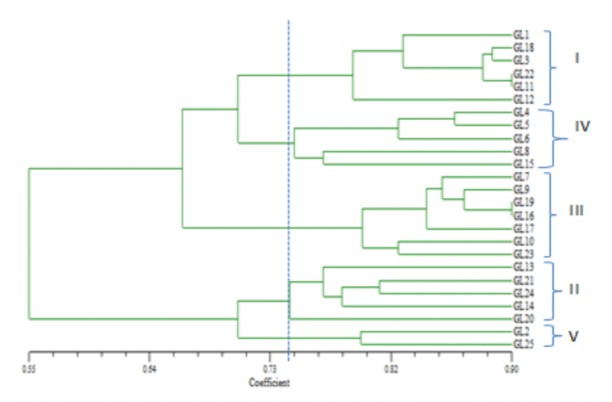 Hình 4 6 Sơ đồ hình cây biểu thị mối quan hệ di truyền giữa các mẫu giống 5