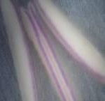 b c d e f a Mẫu giống GL3 b bao phấn khi thu c bao phấn sau khi bung d 14