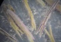 c d e f a Mẫu giống GL3 b bao phấn khi thu c bao phấn sau khi bung d 15