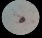 d e f a Mẫu giống GL3 b bao phấn khi thu c bao phấn sau khi bung d hạt 16