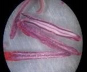 b c d e f a Mẫu giống GL1 b bao phấn khi thu c bao phấn sau khi bung d 2