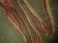 c d e f a Mẫu giống GL1 b bao phấn khi thu c bao phấn sau khi bung d 3